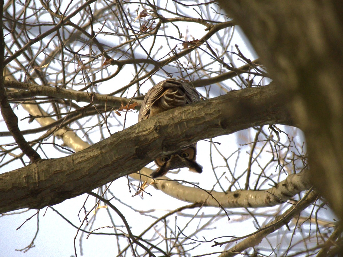 Last local owl walk of the year.