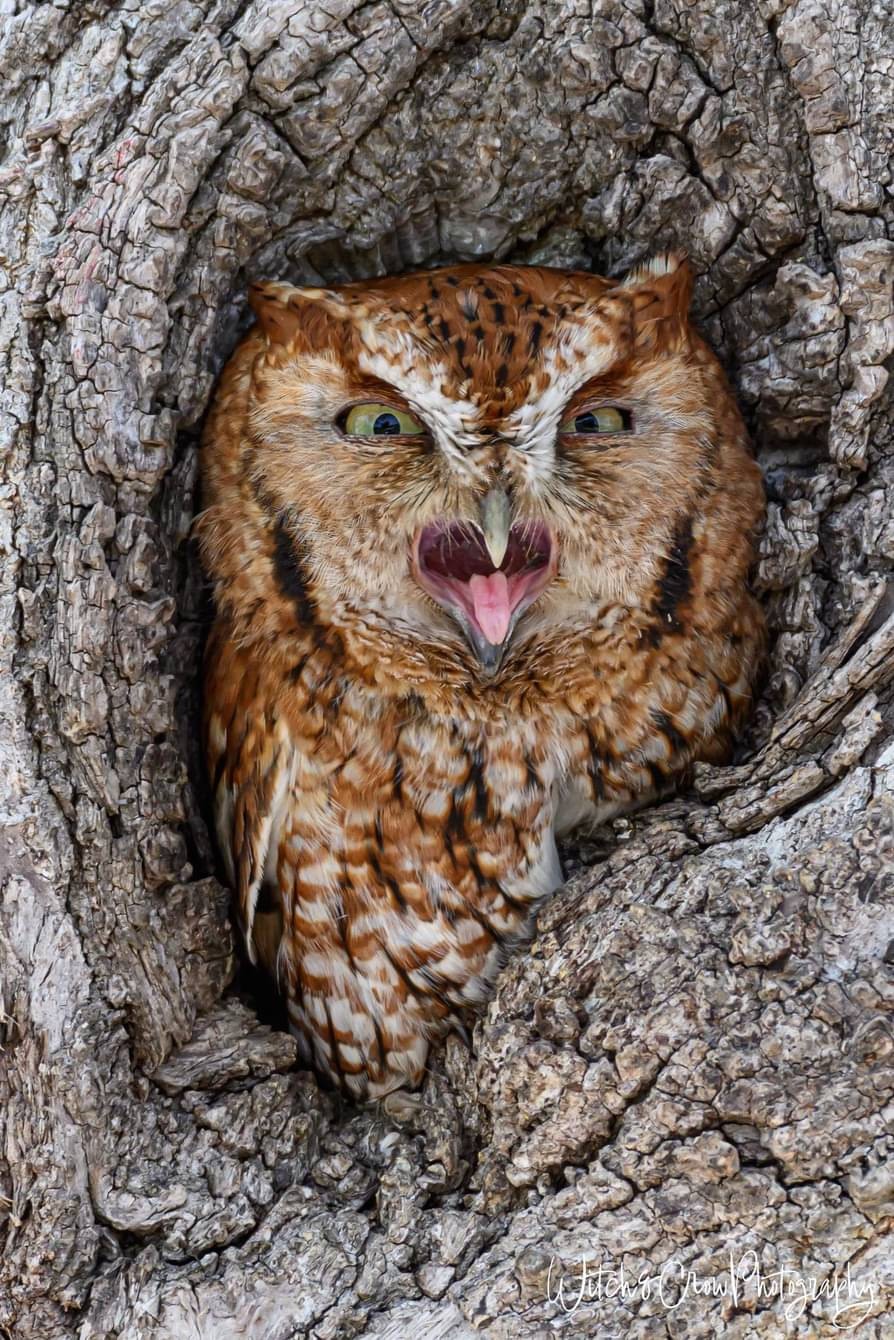 How do you feel about humans, Mr Owl?