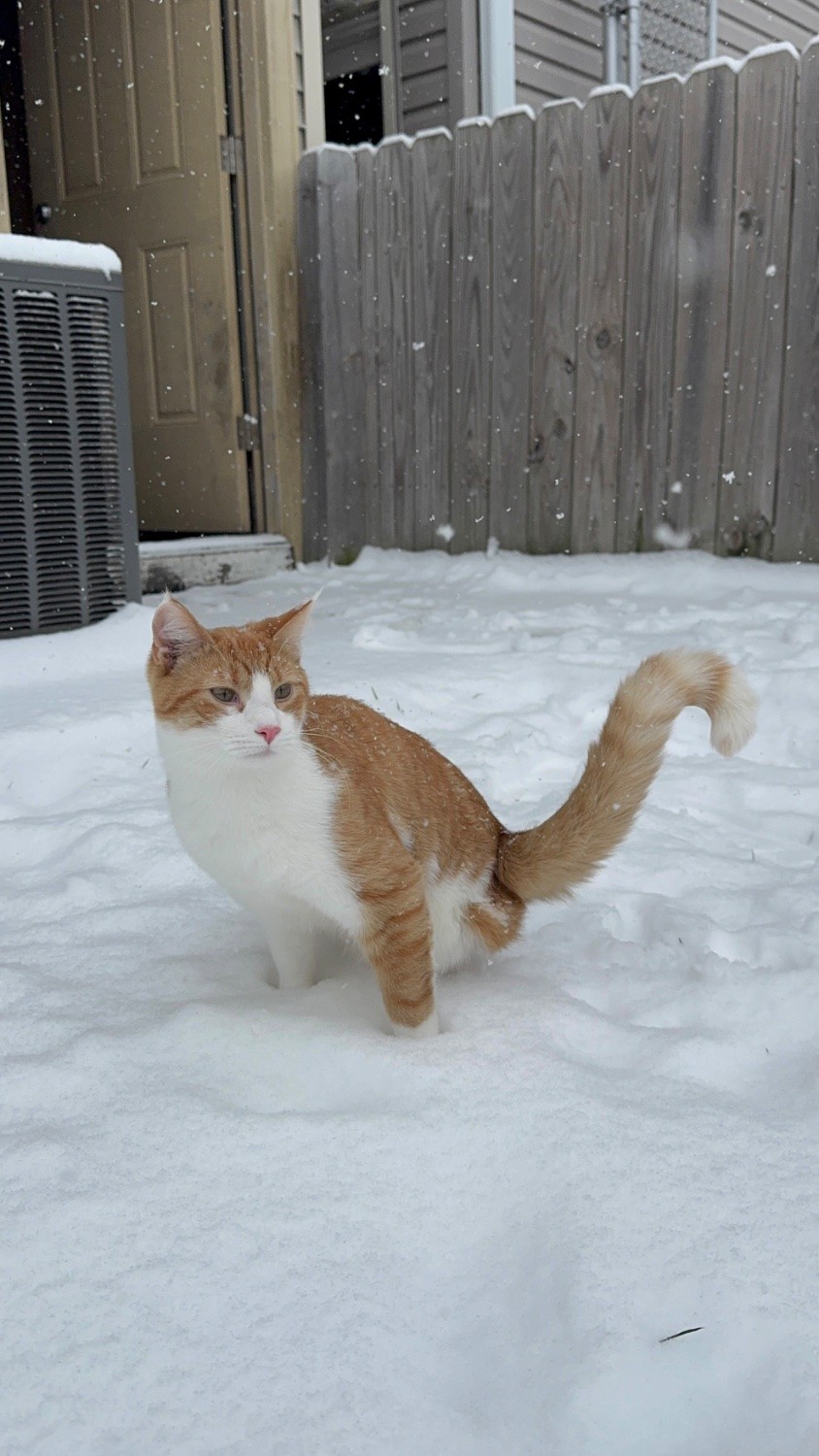 A young orange and white short haired tripod sits atop fresh snow, his tail forming a question mark shape to his side, balancing him in place of his leg. Snow continues falling around him. 
