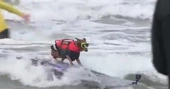 Huntington Beach surf competition is for the dogs