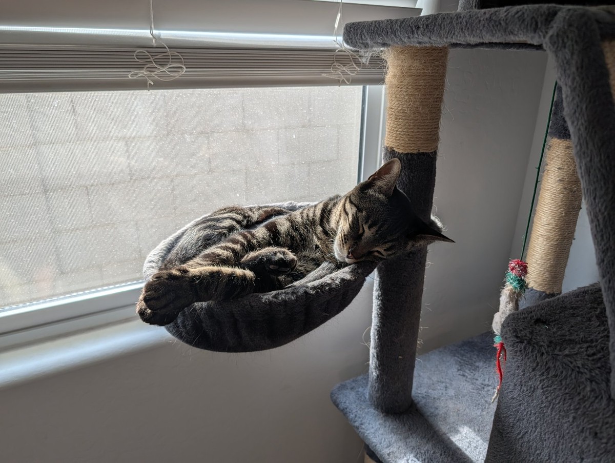 Cat sleeping in a Cat hammock