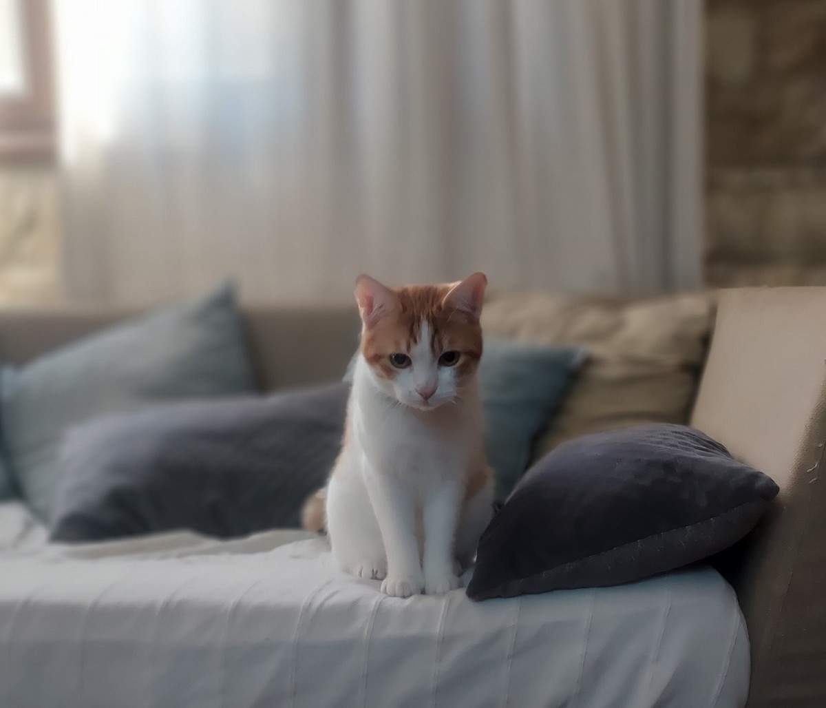 Ginger, caught in a moment of reflection