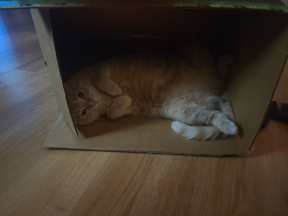 The loaf in question, laying on its side in a box it barely fits in lengthwise