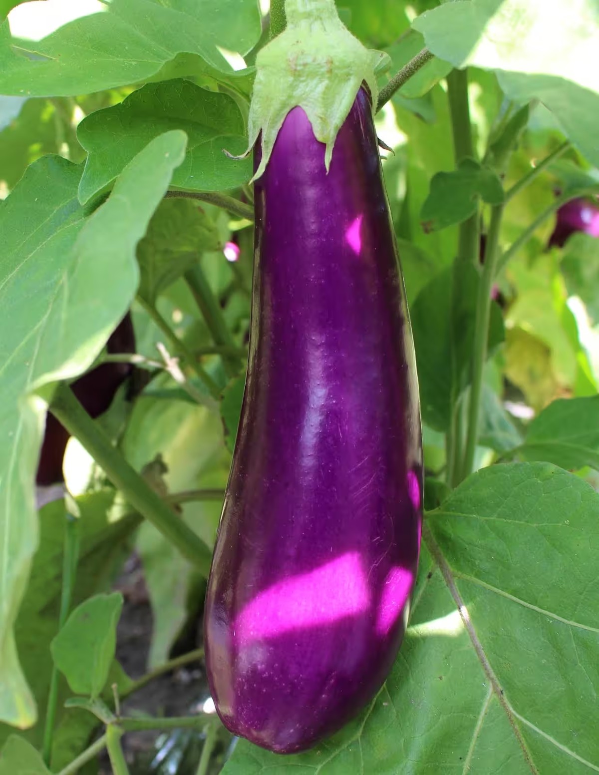 Eggs don't just grow on trees!