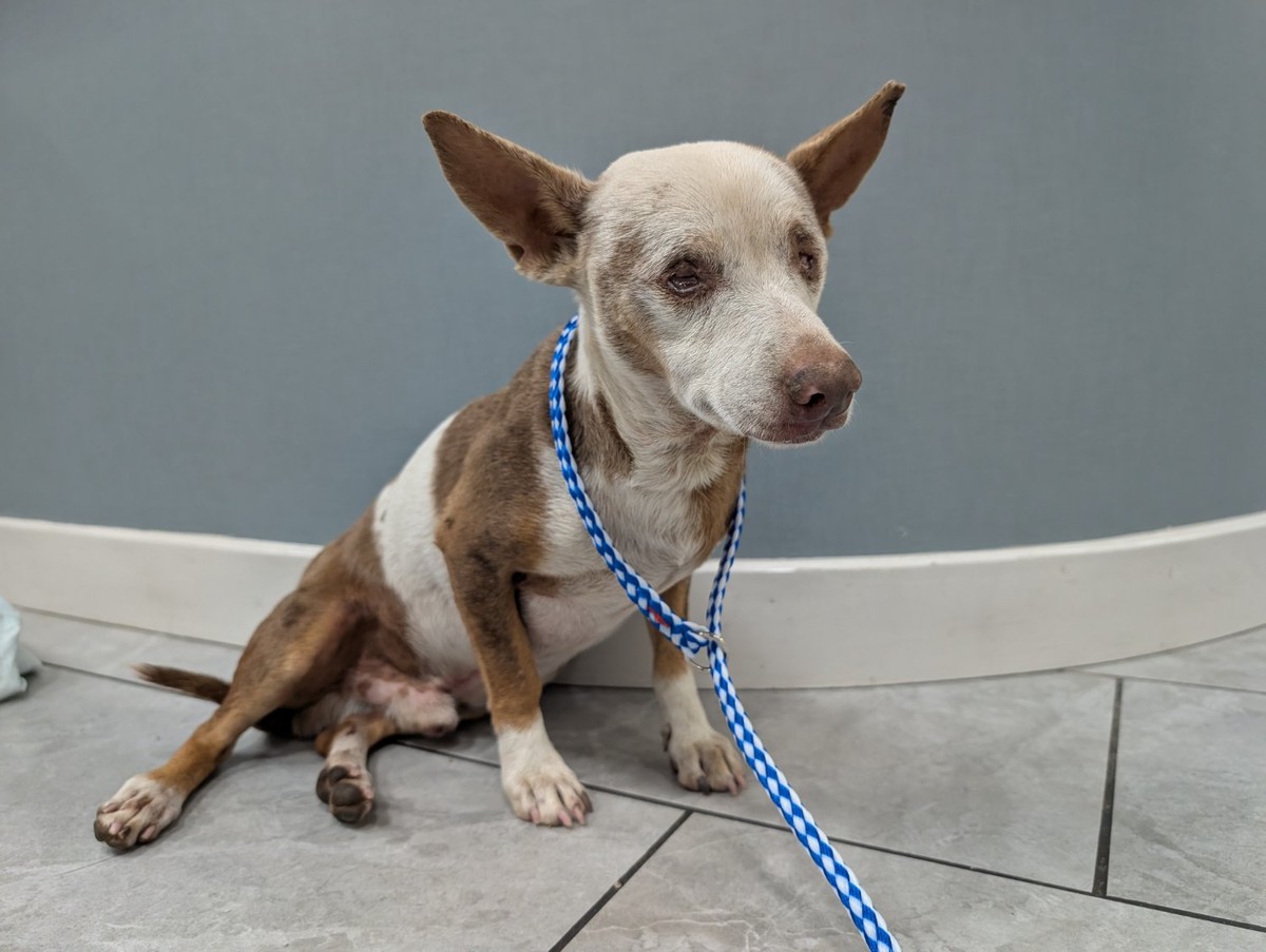 A blind senior brown and white terrier sitting on a tile floor with a makeshift leash.