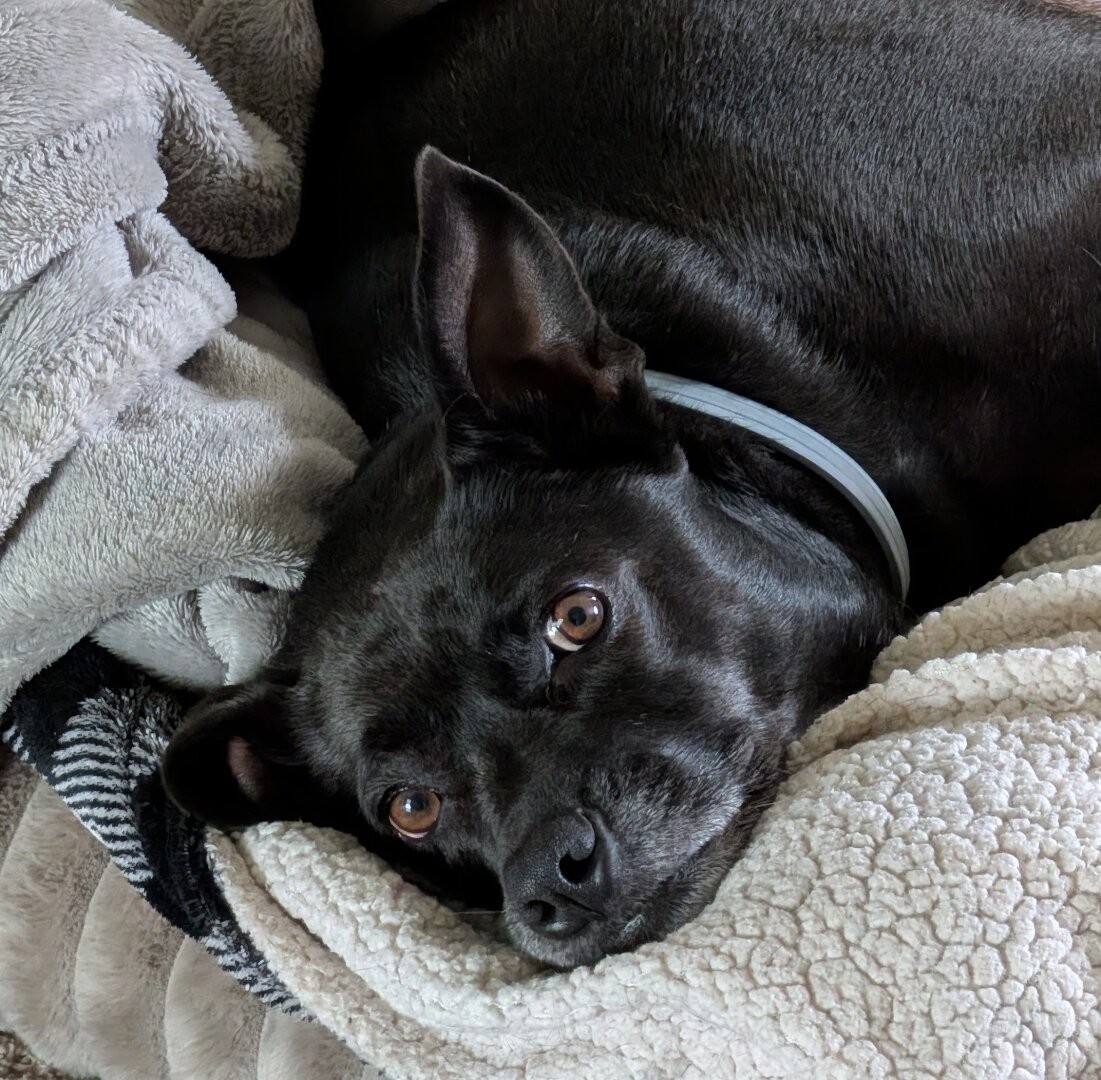 Ash is laying down and looking at the camera curiously with one ear perked up