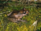 Scientists forecast wildfire risk for species survival under climate change