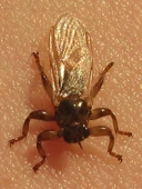 Lipoptena cervi - Wikipedia