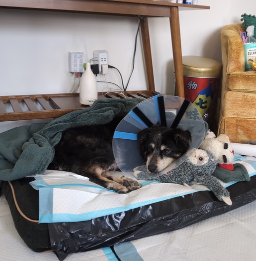 Dog laying down wearing a cone recovering from surgery