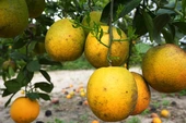 Help awaits citrus industry, if regulators get out of the way | Opinion