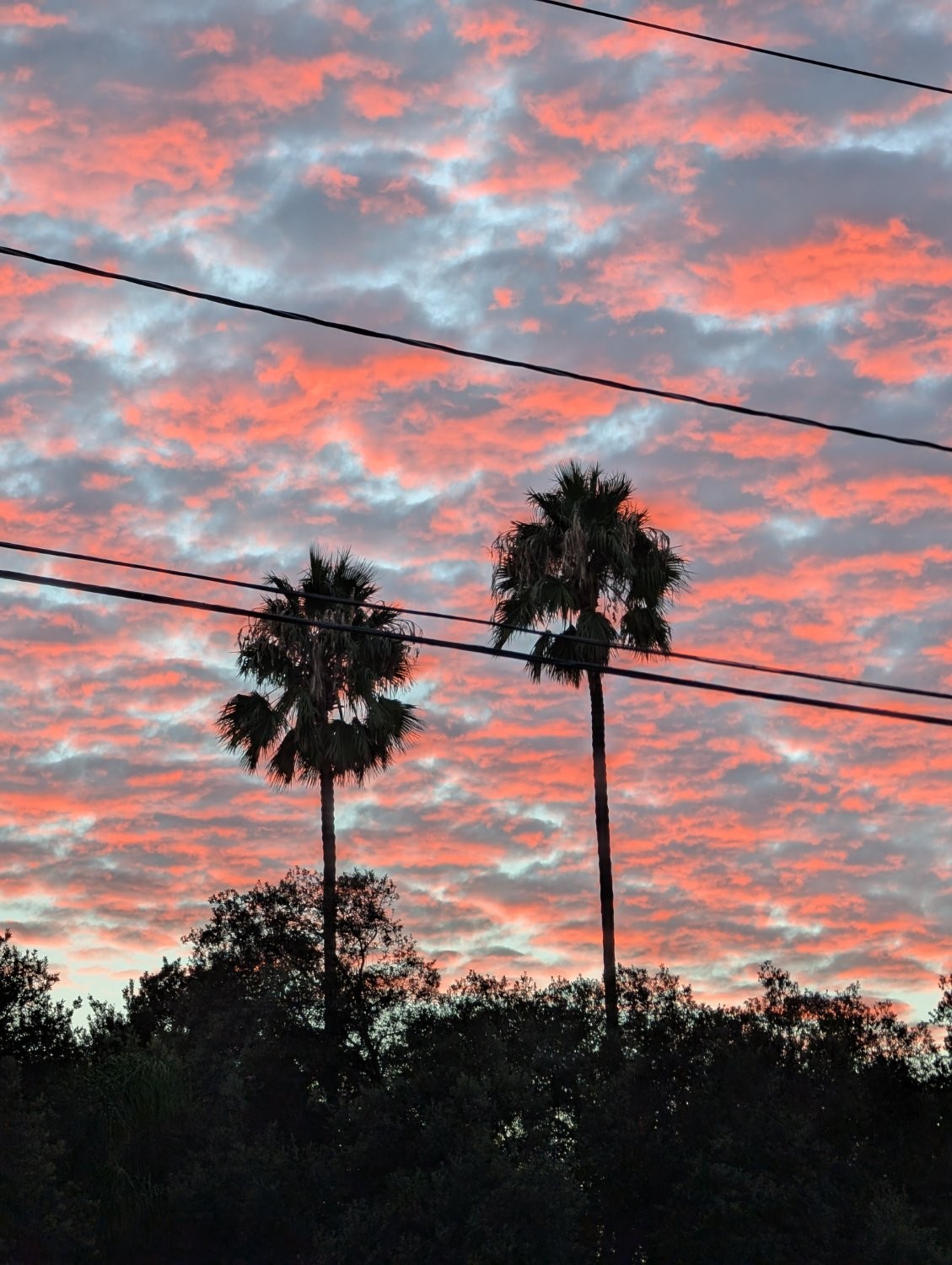A sky filled with small puffy clouds with their bottoms lit bright orange-red, with two palm trees and power lines in dark silhouette.