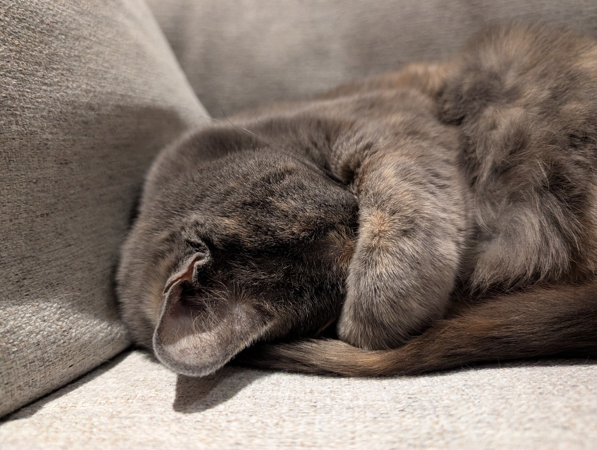 cat curled up tightly with her arm over her face 