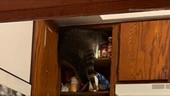 Raccoon caught on video breaking into Boulder home
