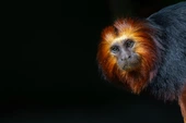 Endangered golden-headed lion tamarin: Photo of the week