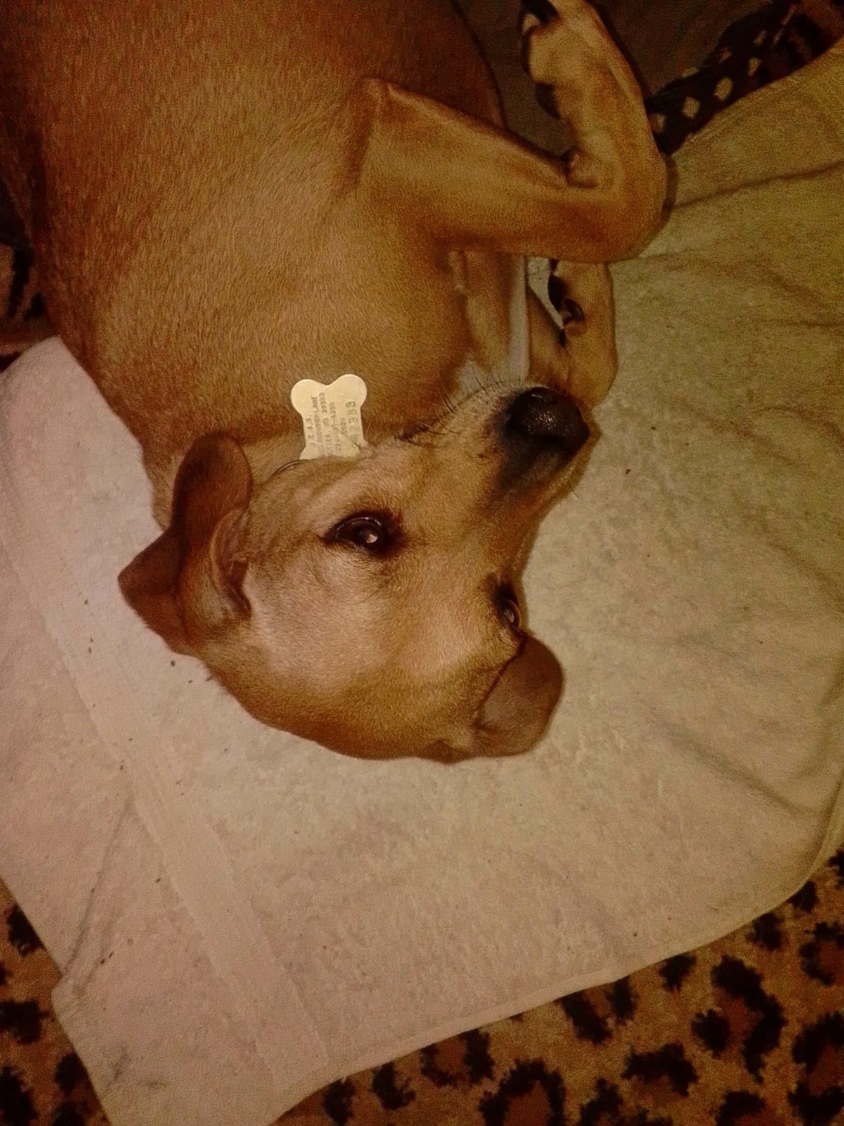 South Mississippi here, does anyone have any advice on how to get Brownie registered as an emotional support animal?