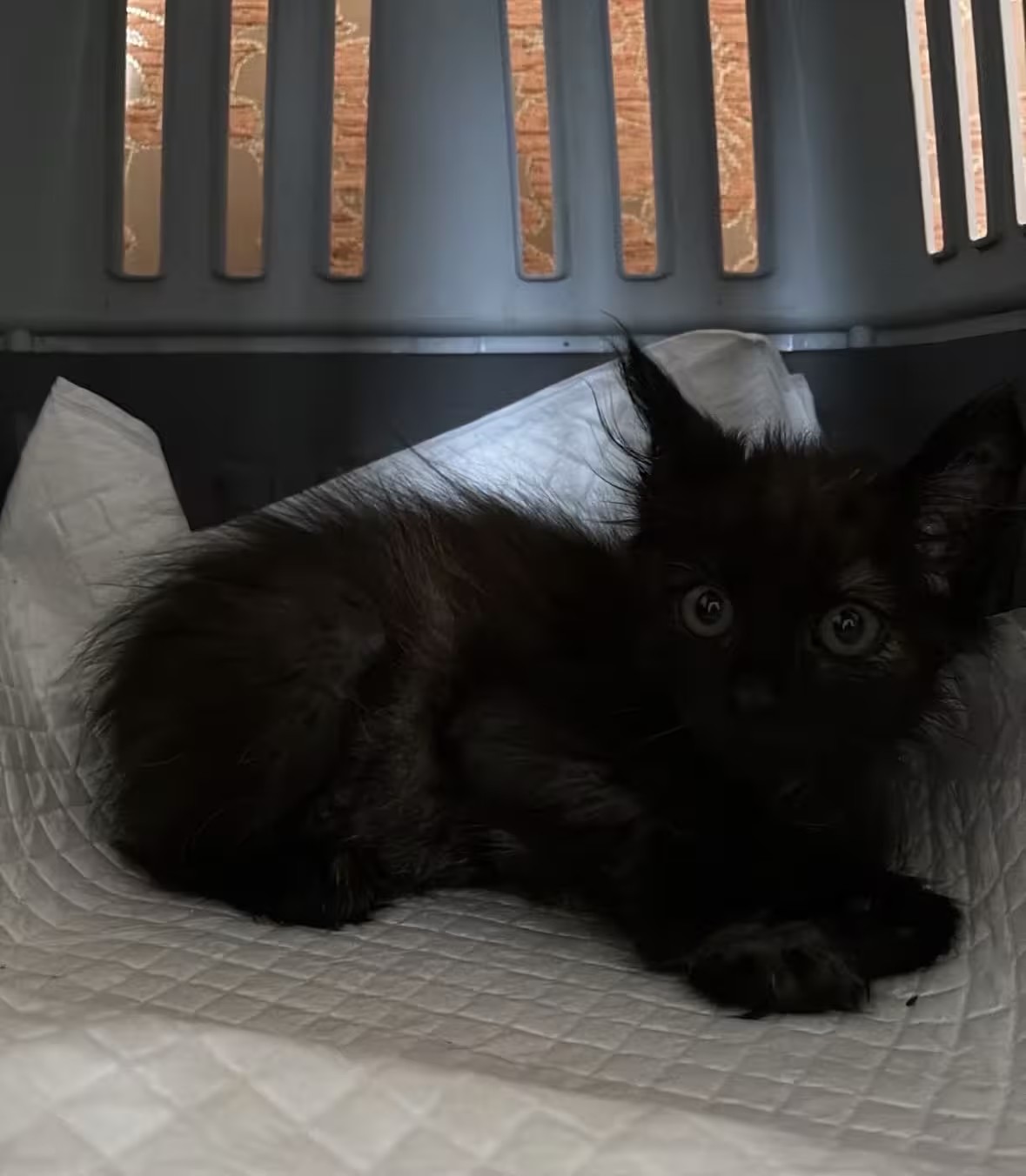 Bonnie the only survivor of the 4 kittens with parvo is back home today.