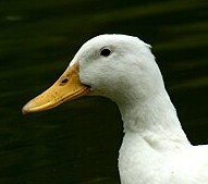 yottle